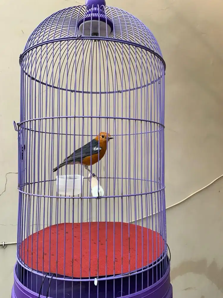 Burung anis merah ternakan  rapi mabung .