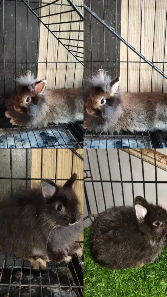 KELINCI NETHERLAND DWARF