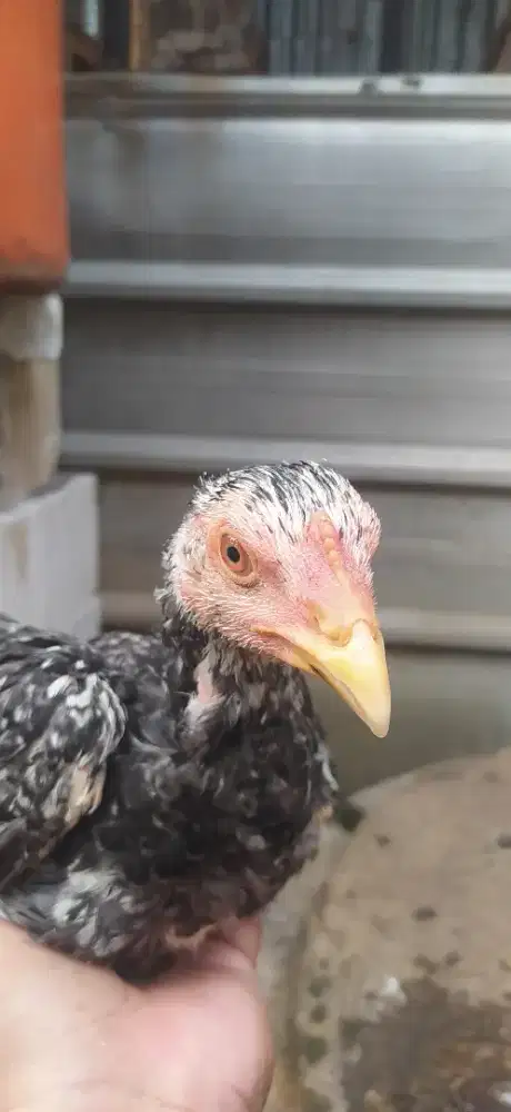 Ayam  bangkok  clasic, usia  4 bulan