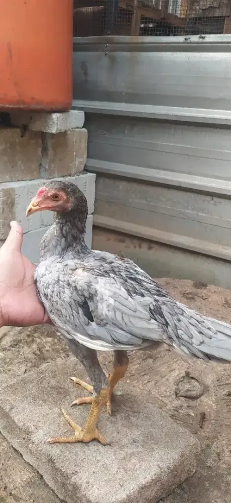Ayam bangkok clasic usia 4 bulan
