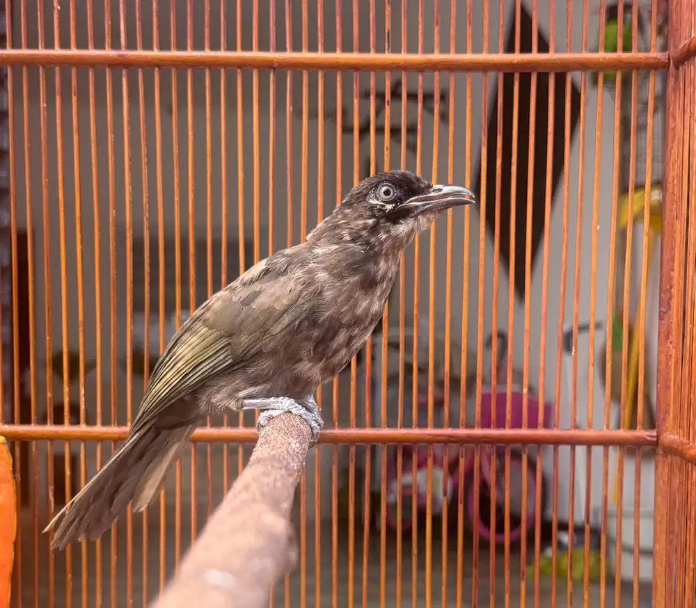Cucak rowo Rople blorok hitam alias Zorro
