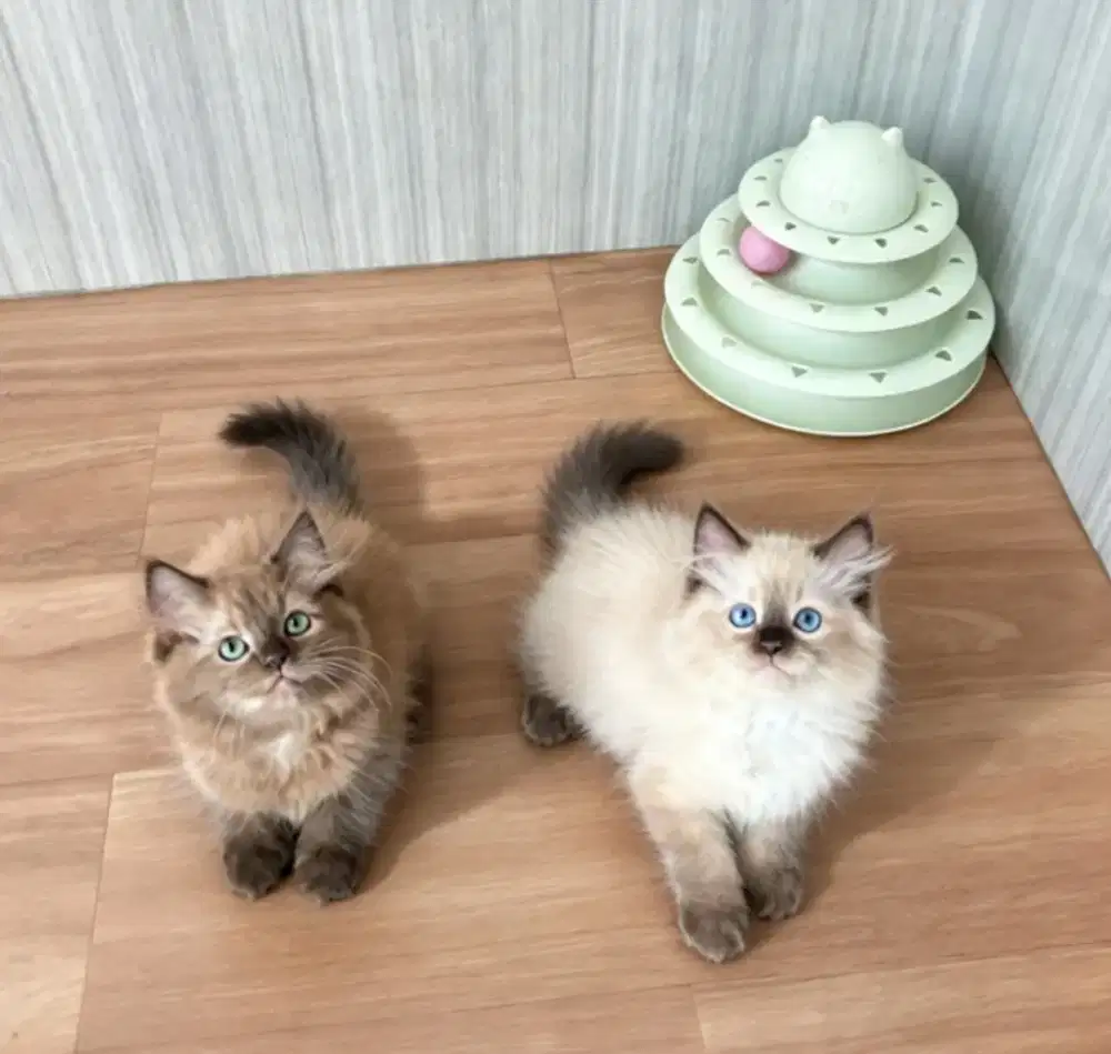 Kucing himalaya lucu gemoyy