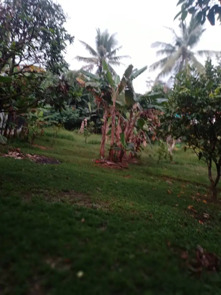 Jual cepat Tanah deket stasiun bojong gede bisa bikin cluster (Nego)