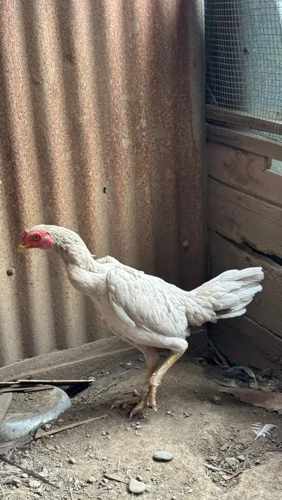 Jual Ayam Bangkok