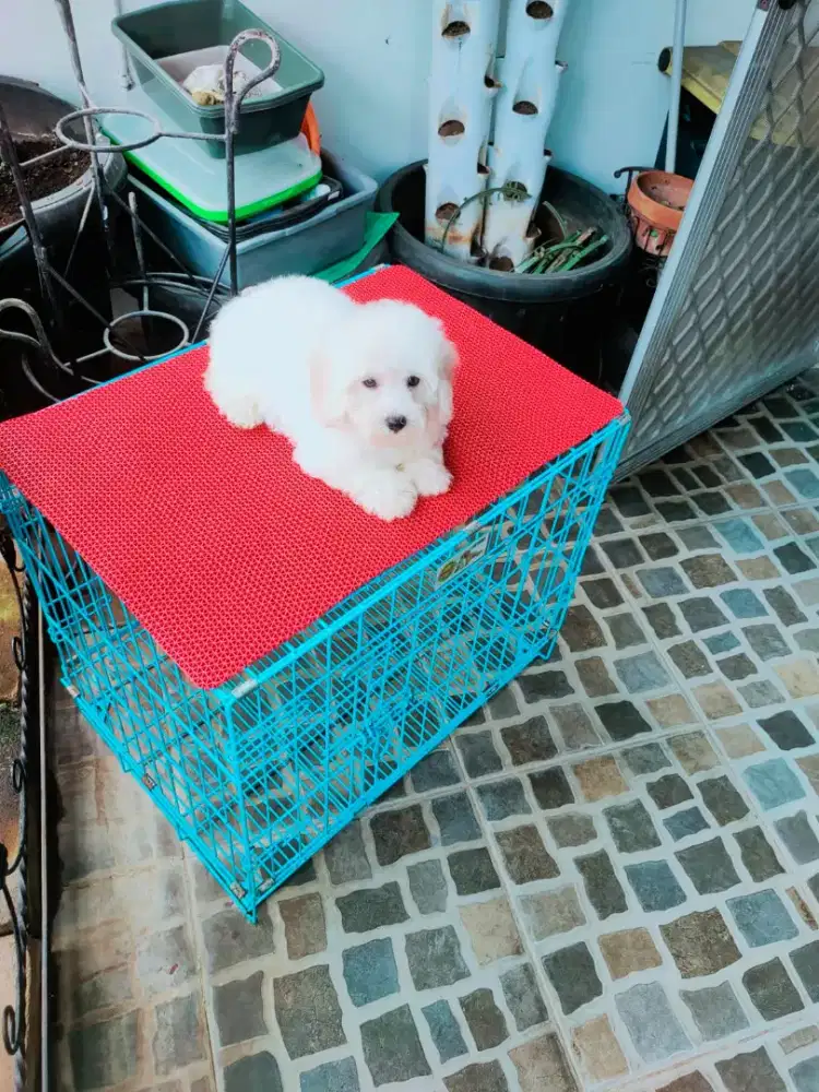 Anakan white toy pudel betina stb vaksin 2 bln