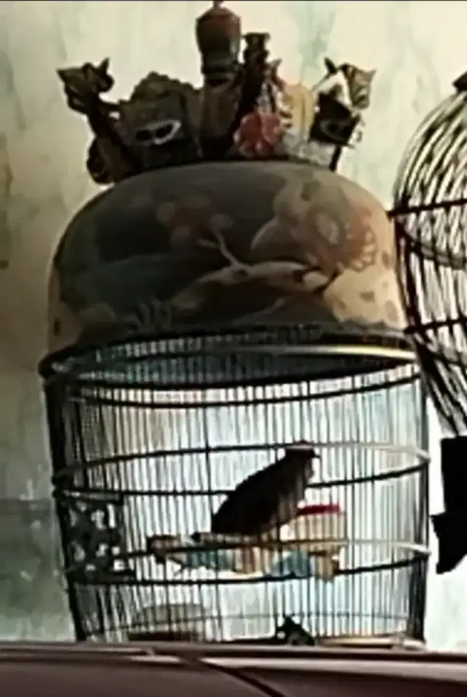 Jual burung perkutut cemani kuliah Buntet gacor dan murah