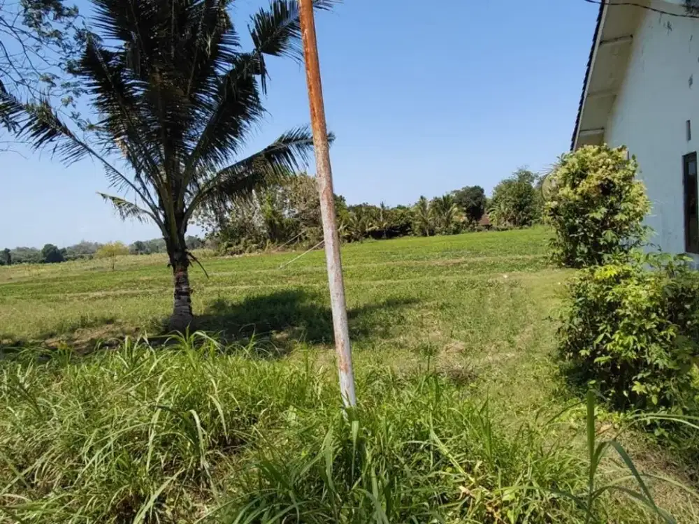 Dijual Tanah Cocok untuk Usaha di Parijatah Kulon Srono Banyuwangi