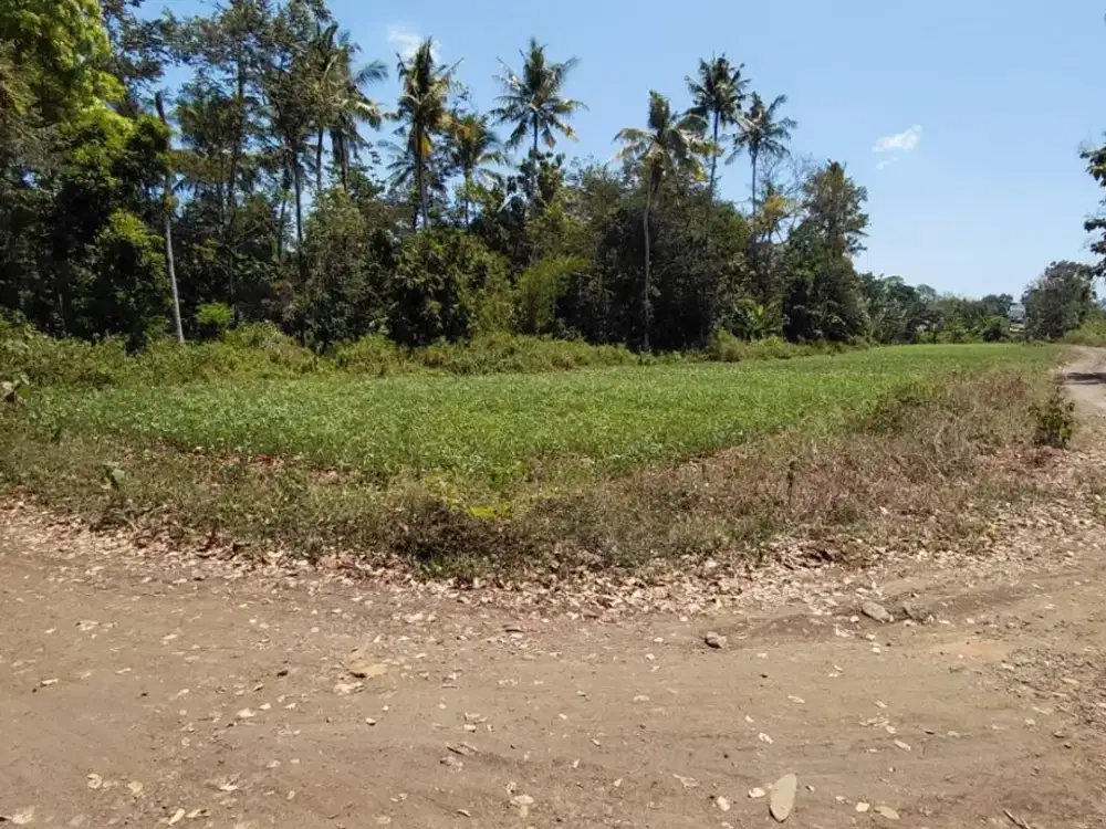 Dijual Tanah Cocok untuk Usaha di Selatan Plempangrejo Srono Banyuwangi