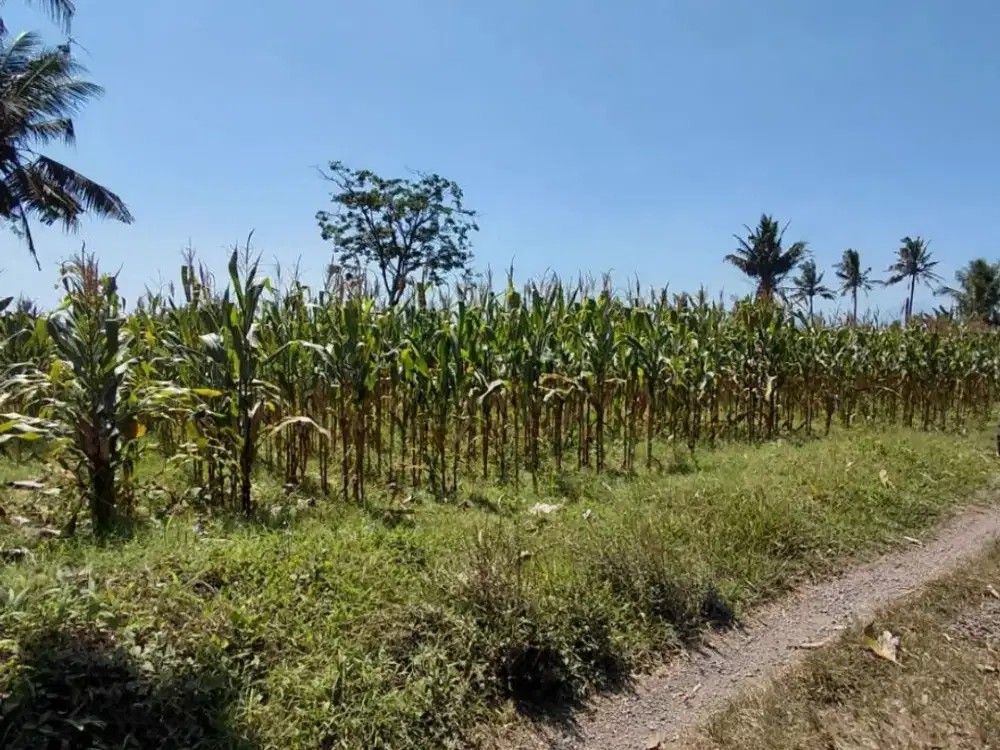 Dijual Tanah Murah Siap Bangun di Parijatah Wetan Srono Banyuwangi
