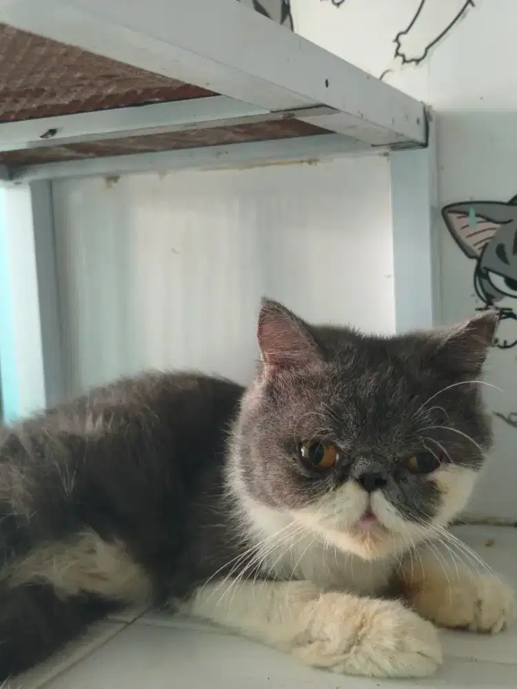 Lepas adopsi Betina Exotic proven