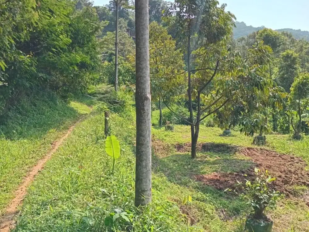 Lahan Cocok untuk Peternakan dan Pertanian di Sirnasara Bogor