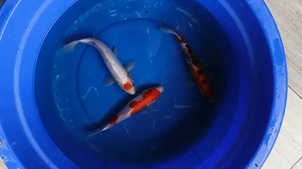 Koi Blitar Grade A Paket 3ekor Doitsu 27-30cm MuRAH