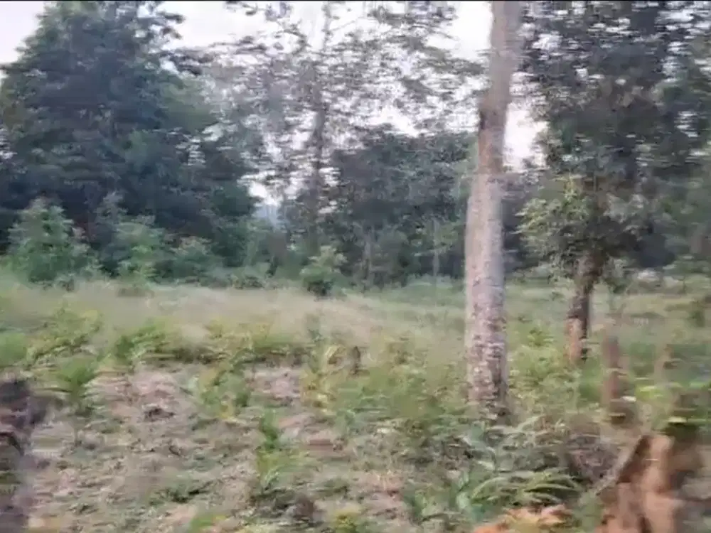 Tanah siap bangun di Jonggol