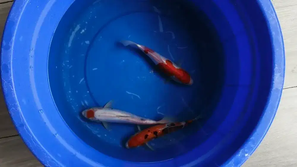 Koi Blitar Paket 3 ekor Grade A 27-30cm MURMER