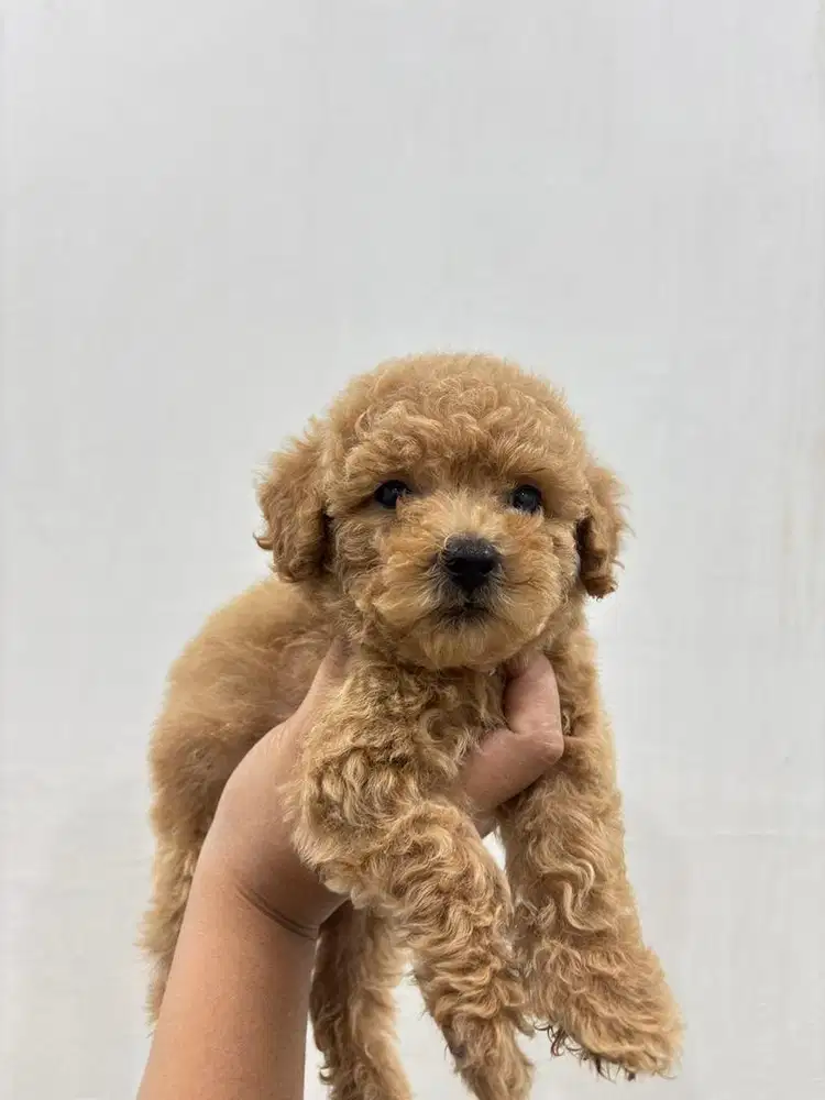 ANAK ANJING MALTIPOO POODLE MALTESE PUPPY