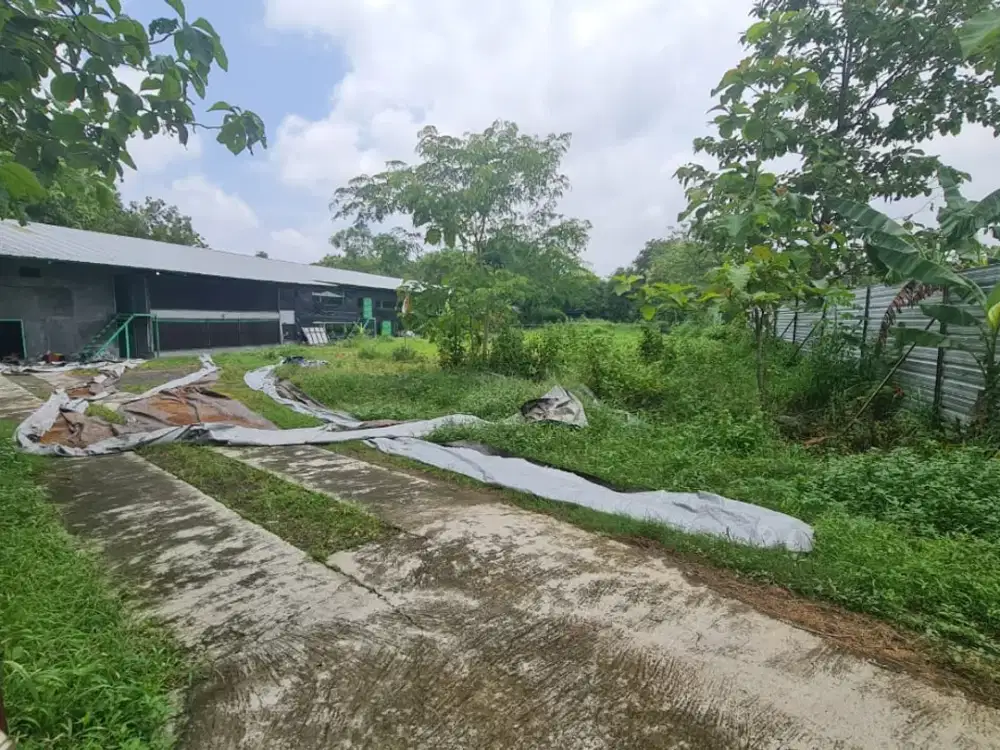 Kandang Ayam Aktif Kapasitas 30.000 Ekor di Plesungan, Mojosongo Solo