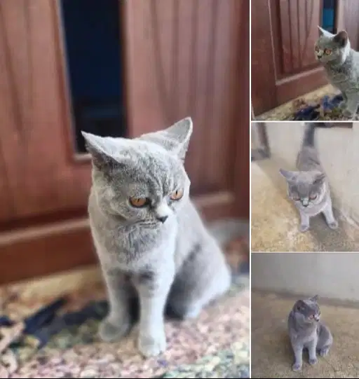 Kucing British Short Hair BSH Blue Solid