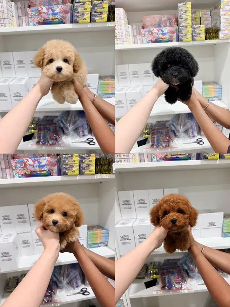 Poodle tiny size kecil cakep
