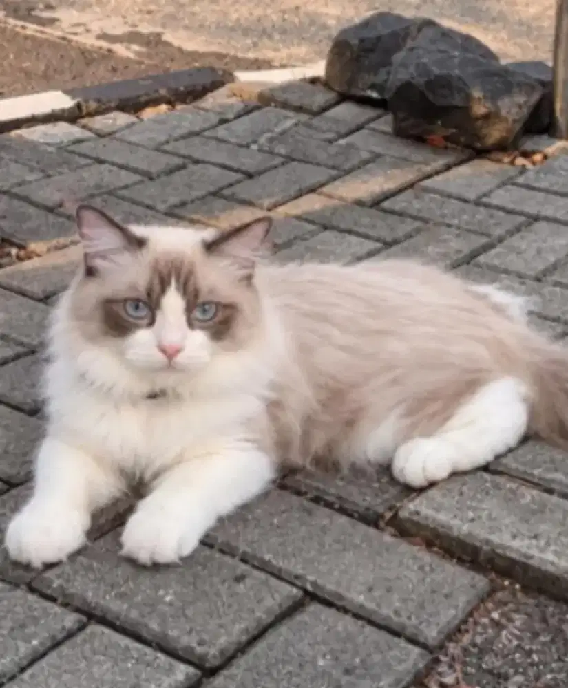 Ragdoll jantan 6 bulan lepas nonped