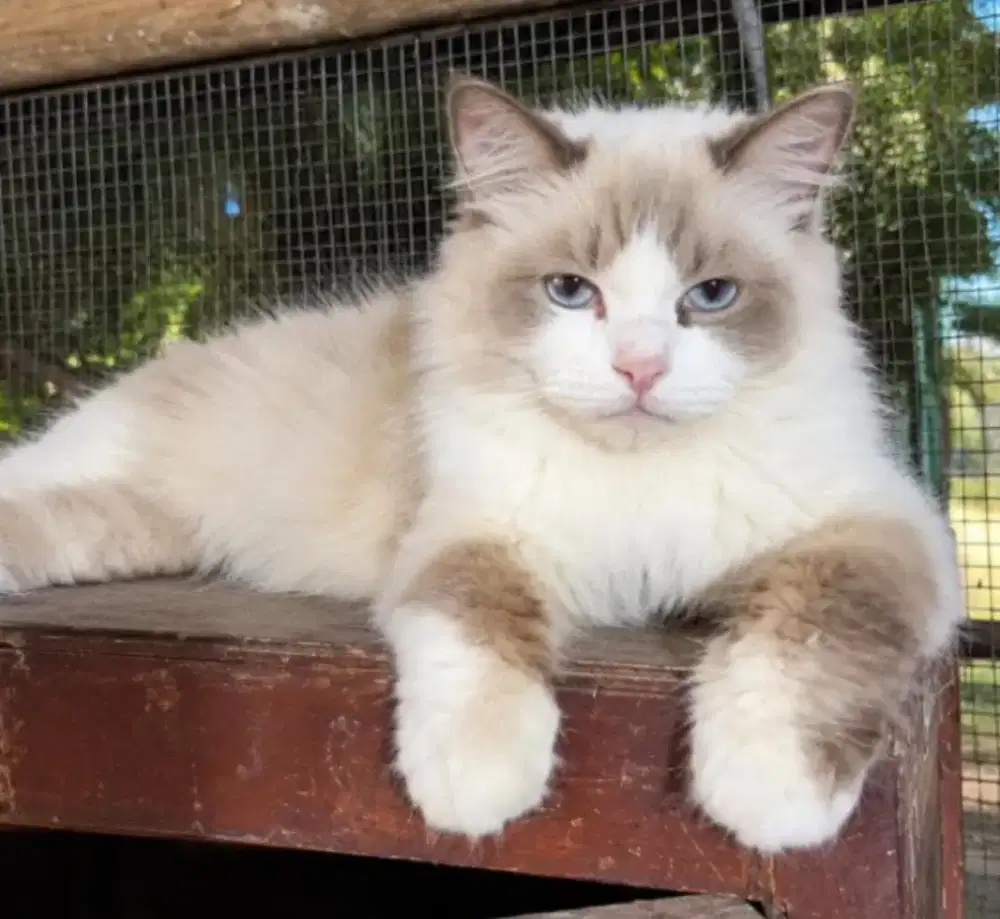 Ragdoll betina HAMIL