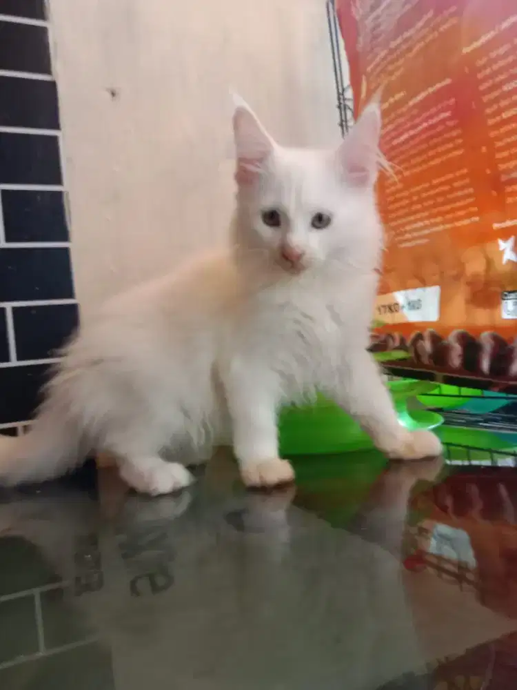 Maencoon female white solid