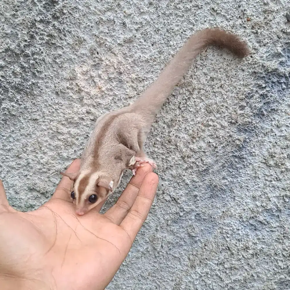 Sugar Glider Joey Caramel Jantan
