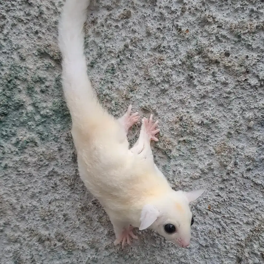 Sugar Glider Joey Leucistik Betina