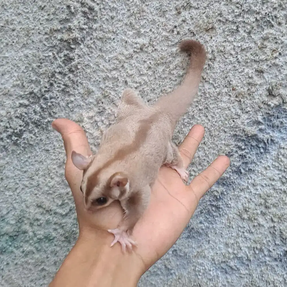 Sugar Glider Joey Caramel Betina
