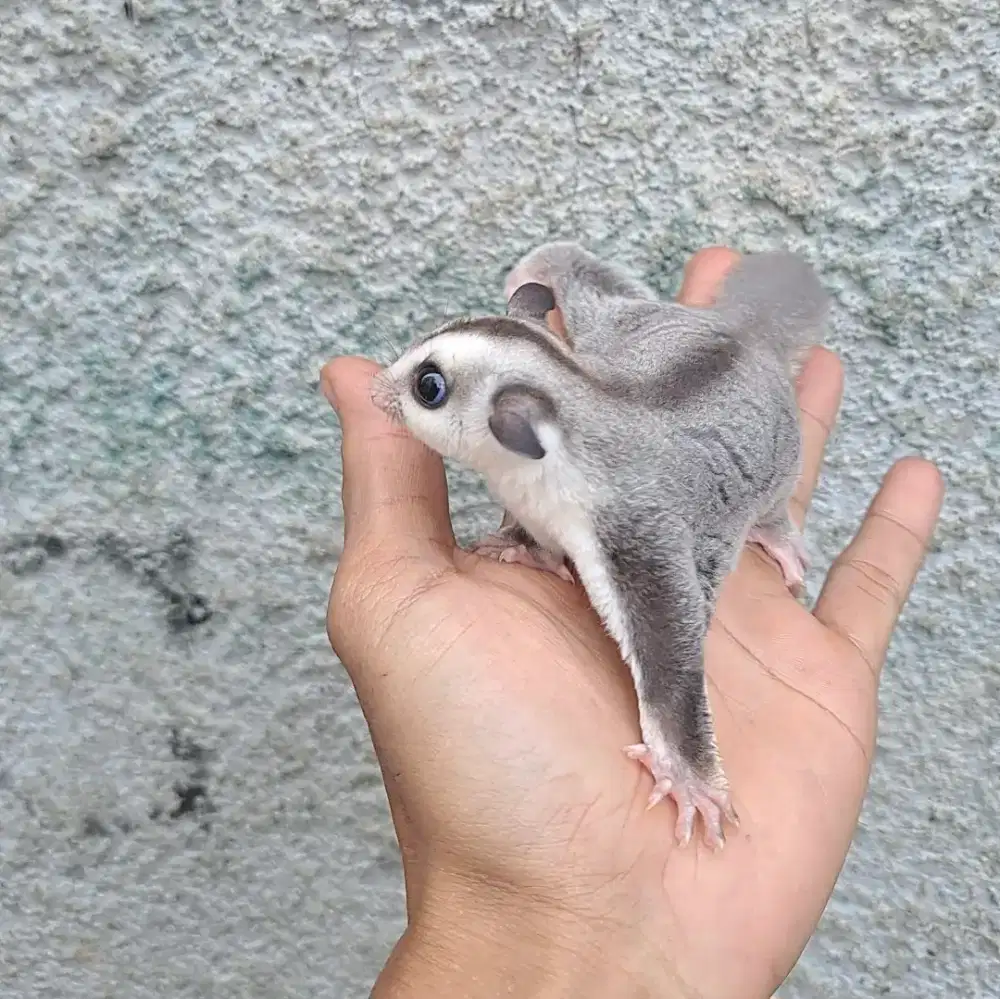 Sugar Glider WF het caramel