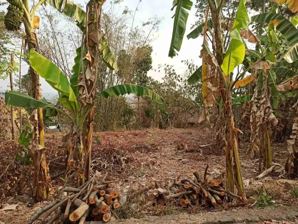 DIJUAL TANAH PRINGAPUS KABUPATEN SEMARANG. TANAH MURAH LUAS 783M2