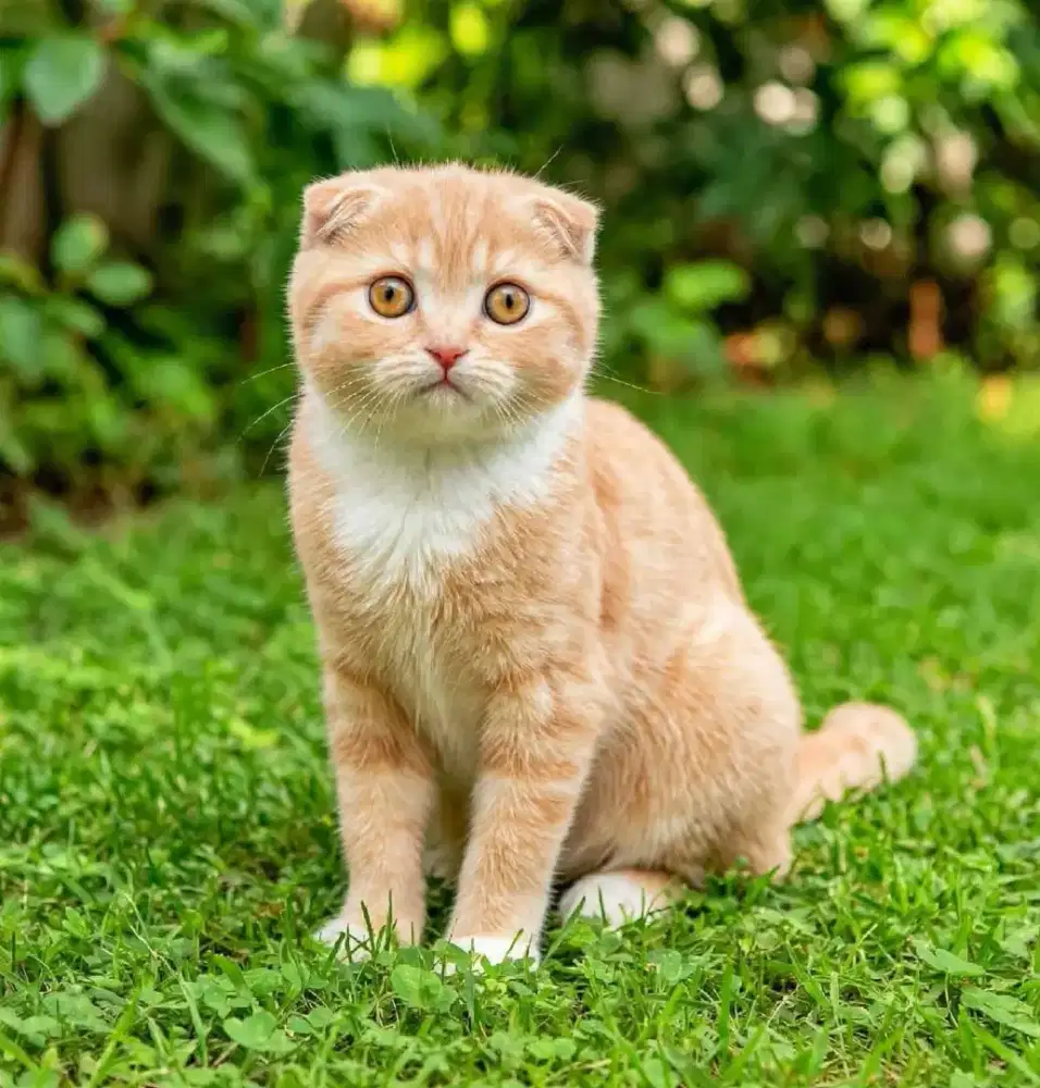 Ready kucing Scottish fold