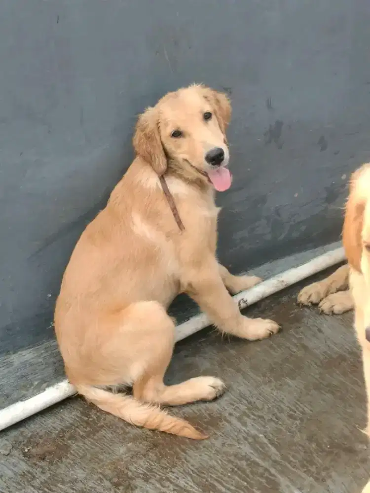 golden retriver betina