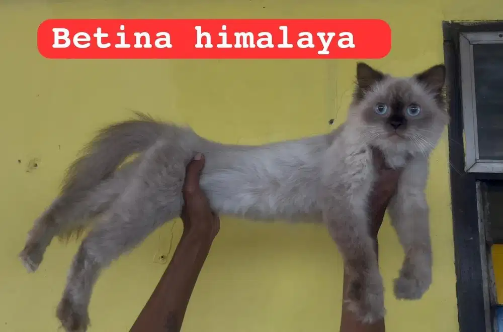 Kucing ras persia himalaya betina 10 bln