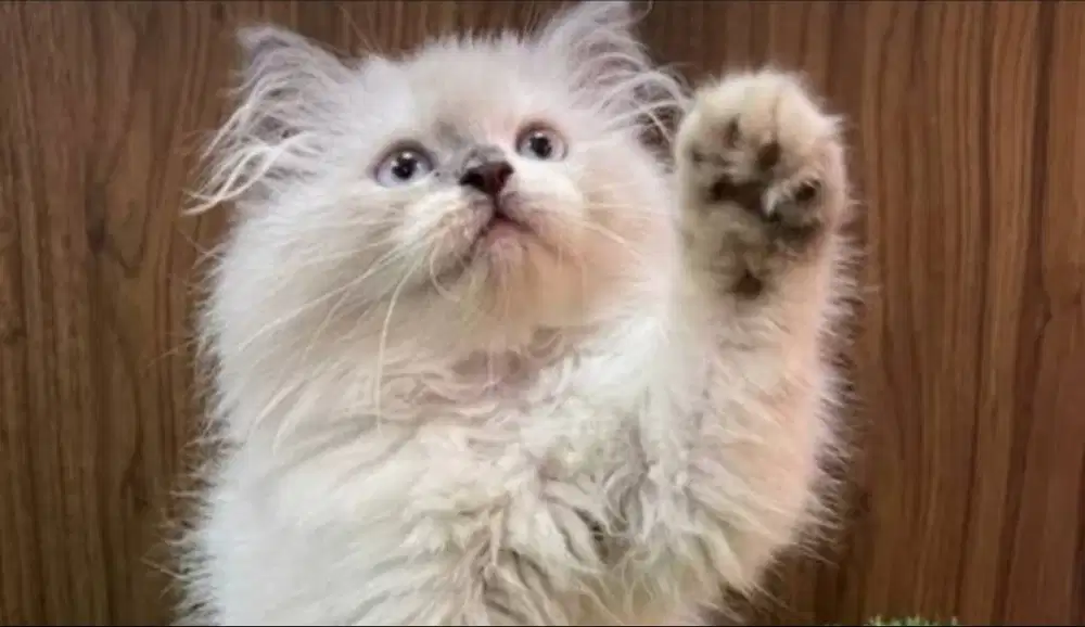 Imut menggemaskan, kucing cantikk