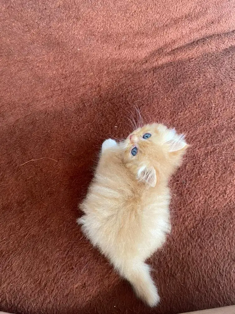 Kucing Kitten Persia