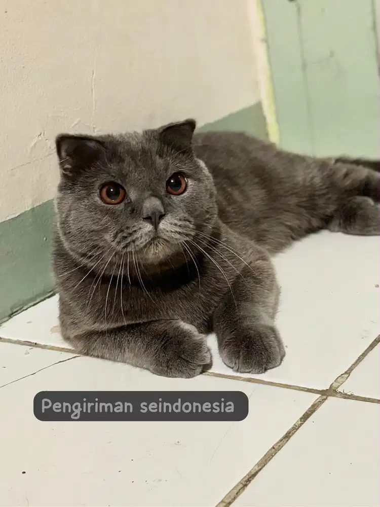 Scottish fold fortune kitty jdhin munchkin british peaknose