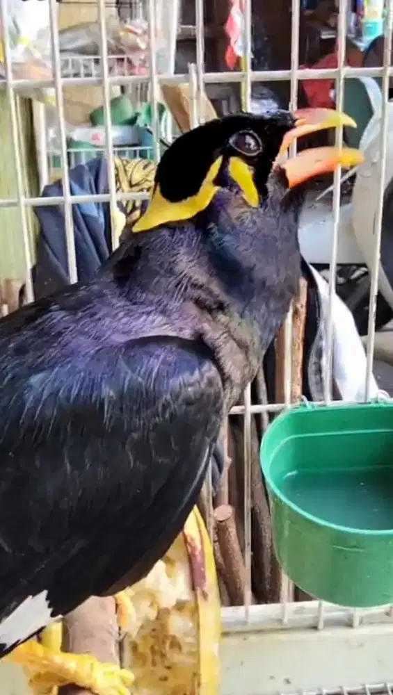 burung myna warna hitam menkilap