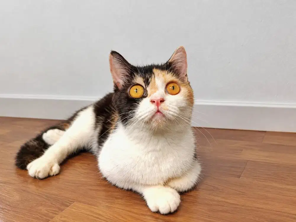 bsh calico betina 10 bulan british shorthair