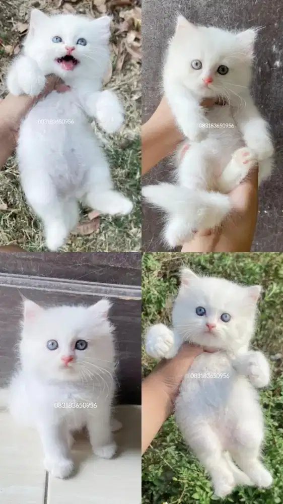 Kucing Persia x Bsh