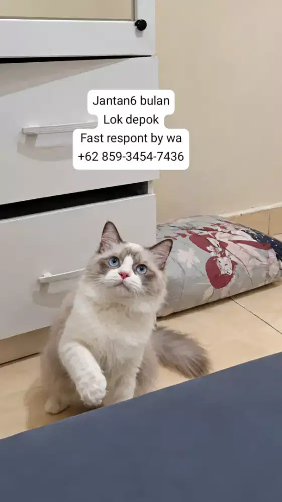 Ragdoll non ped jantan usia 6 bulan