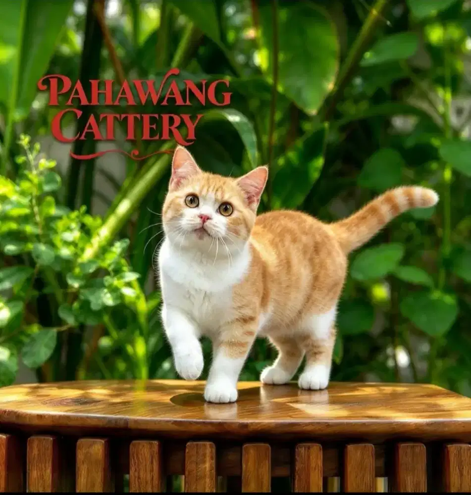 Kucing BSH jantan