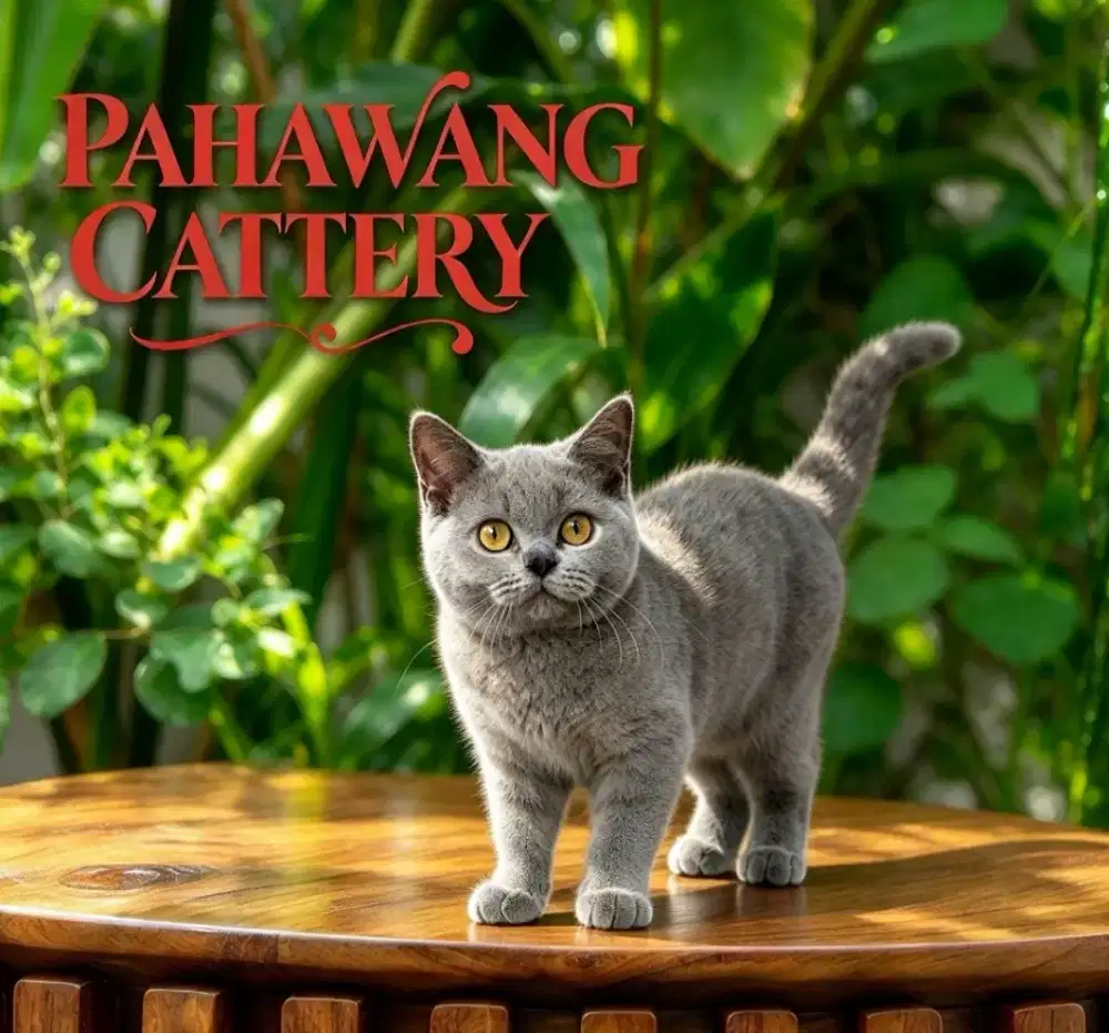 Kucing BSH Betina