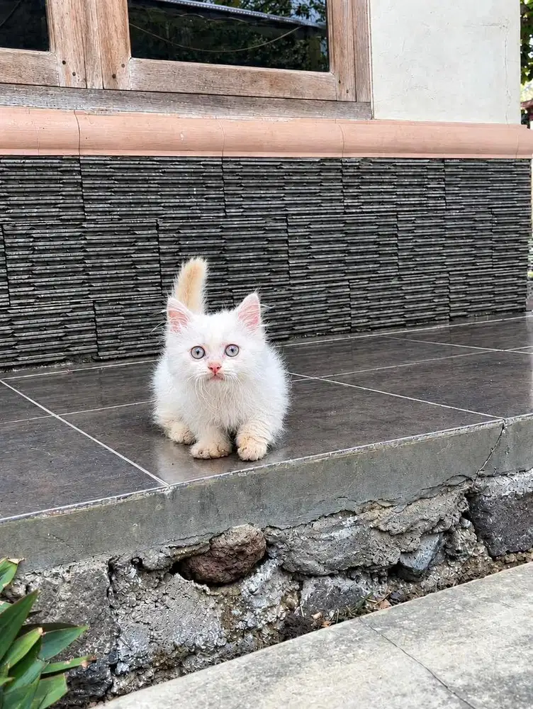 Kucing munchkin cebol minuet kitten