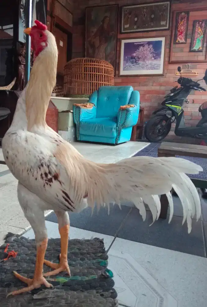 Ayam Bk x Plucker