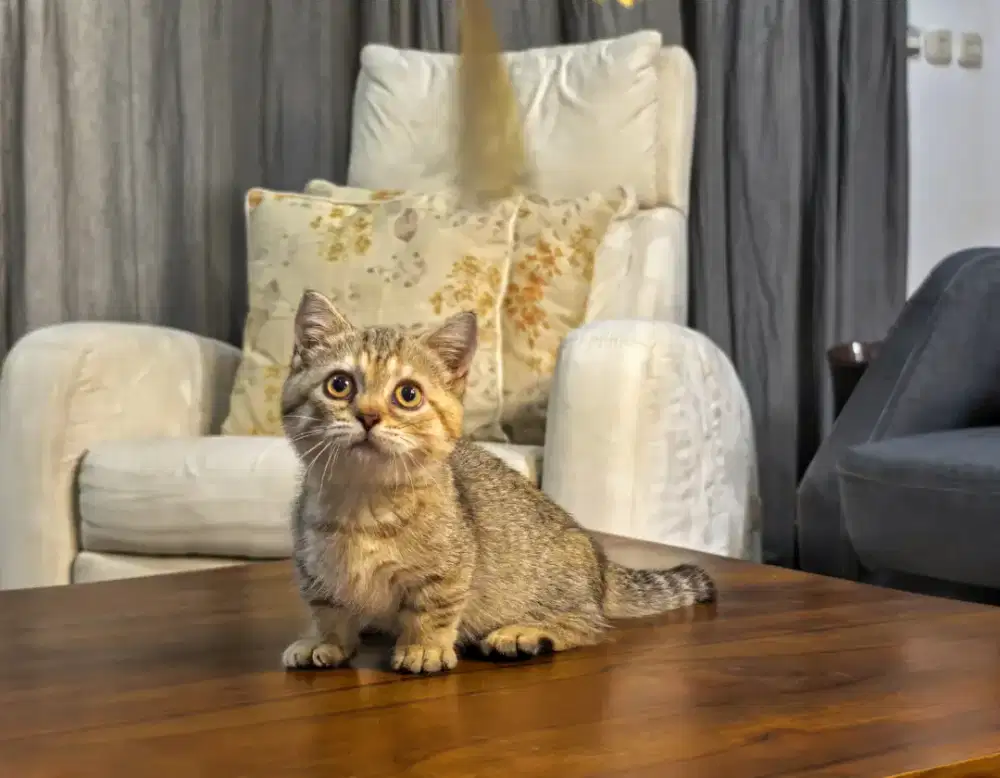 Munchkin british shorthair BSH