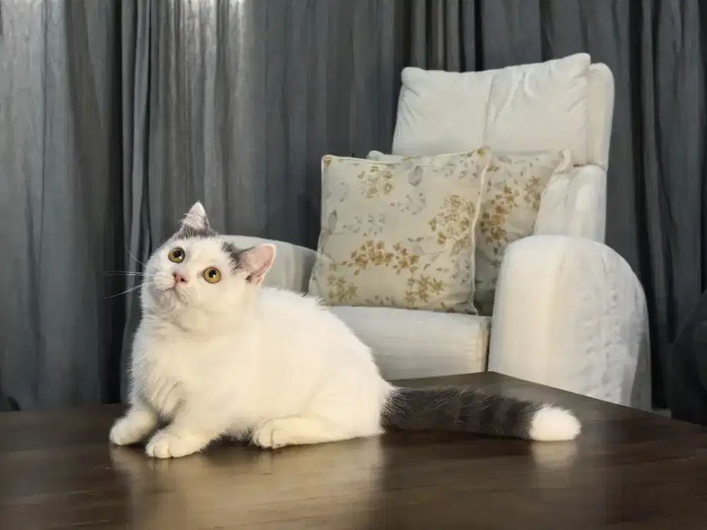 Munchkin british shirthair BSH