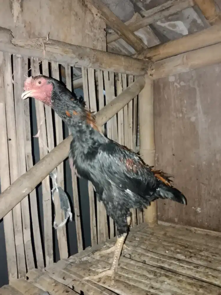 Ayam bangkok remaja