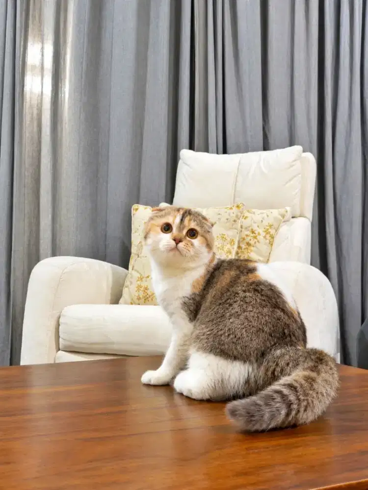Scottish fold betina