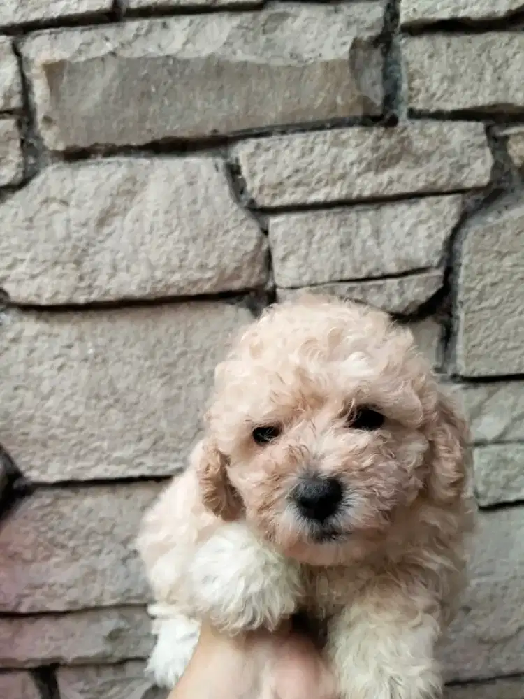 Toy Poodle Betina