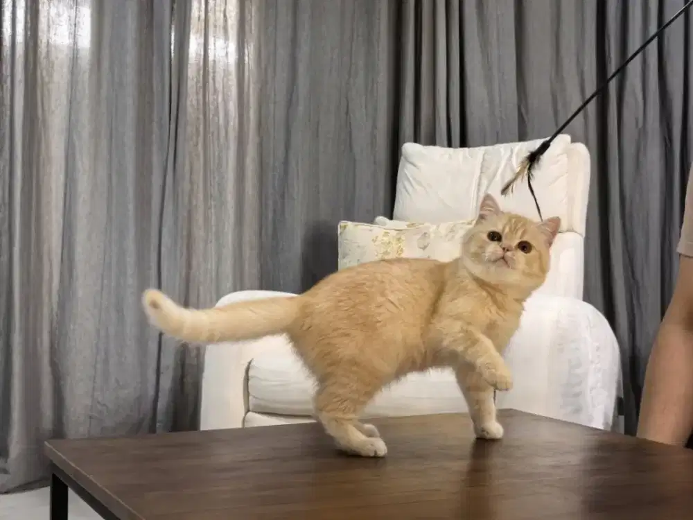 British shorthair